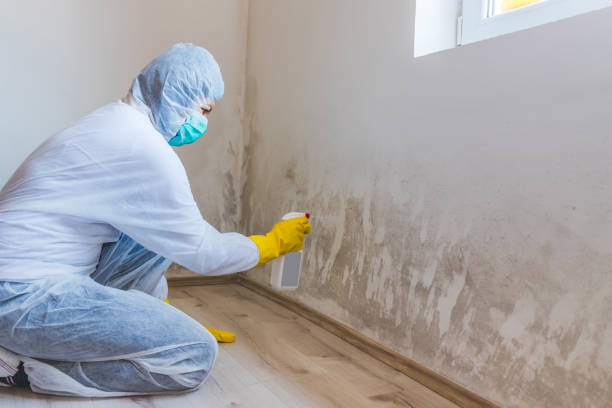 Licensed Attic Mold Remediation service in West New York, NJ - Car Mold Remediation