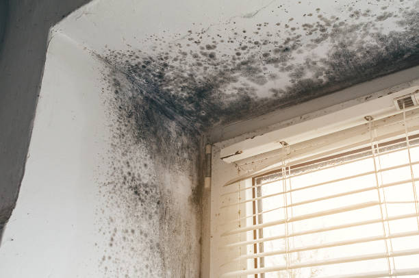 Affordable Attic Mold Remediation solutions in West New York, NJ