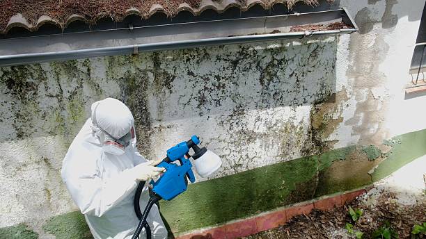 Top rated local Attic Mold Remediation specialists in West New York, NJ